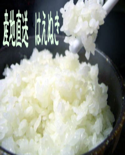 山形県産はえぬき/10kg(玄米)